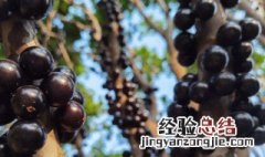 嘉宝果可以泡酒吗 嘉宝果可以泡酒吗?