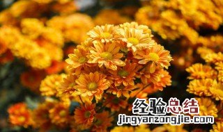 过新年家里放什么花好 过新年家里放什么花好风水