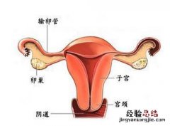 输卵管疏通后多久怀孕 输卵管疏通后多久怀孕比较好