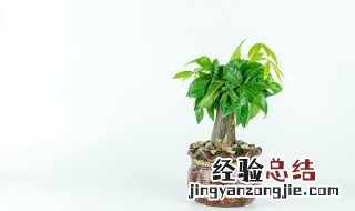 卧室放什么植物好风水图片 卧室放什么植物好风水