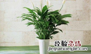 卧室放什么绿植风水好 卧室放什么绿植比较好风水