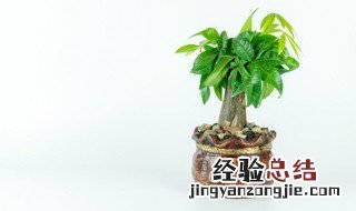 大门外放什么植物好 大门外放什么植物好呢