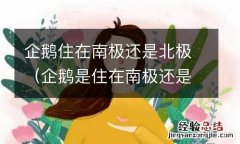 企鹅是住在南极还是北极 企鹅住在南极还是北极