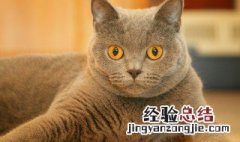 关于猫咪治愈句子简短 关于猫咪治愈句子