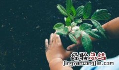 卧室床头柜放什么绿植好 床头放什么绿植最好