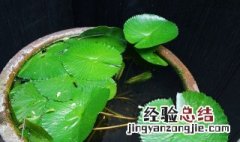 鱼池内盆栽莲藕的种植方法和时间 鱼池内盆栽莲藕的种植方法