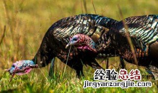 火鸡的养殖方法 火鸡如何养殖