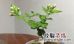 漂香膝花怎样换盆 这花长得可漂亮了