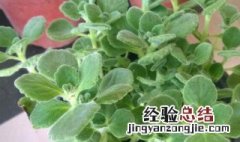 植物碰碰香的养殖方法 碰碰香如何养殖