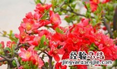 夏季海棠花的养殖方法 夏季海棠花的养殖方法介绍