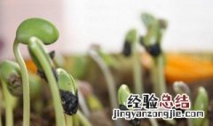 豆子怎么种才能发芽 怎么种豆子才能发芽?