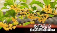 家里种桂花树好吗 家里种桂花树好