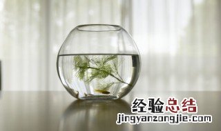 鱼缸有水垢解决最快的方法图片 鱼缸有水垢解决最快的方法