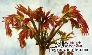 香椿树怎么种 香椿树怎么种植及管理