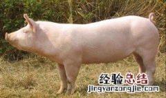 猪颈肉是最差的肉吗 猪贵妃肉是哪个部位