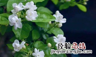 茉莉花花是什么季节开的花 茉莉花是什么季节的花