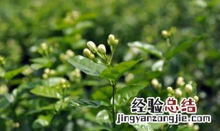 茉莉花茶是哪里产的 茉莉花茶叶是哪里产的