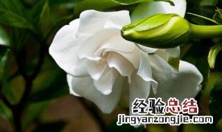 栀子花叶子都干了还能活吗 栀子花叶子干掉了还能活吗