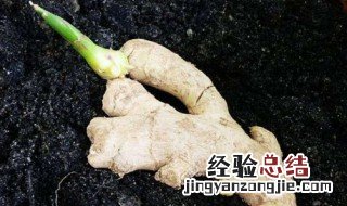 家里种姜几月开始种 姜什么时候种