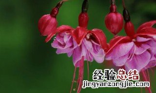 灯笼花叶子干了怎么办 灯笼花叶子蔫了怎么办