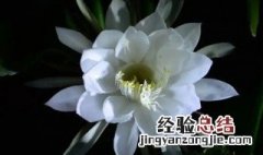 昙花蔫了怎么回事儿 昙花的叶子蔫了怎么办