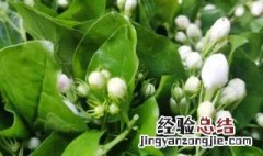 茉莉花叶子蔫了是什么原因 茉莉花叶子发蔫是什么原因