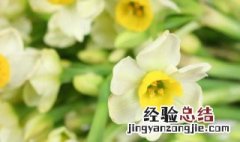 水仙花冻了叶子蔫巴了怎么办 水仙花突然蔫了