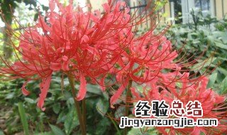 彼岸花室内栽植好吗 彼岸花室内种植合适吗