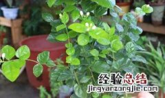 茉莉花花期如何管理 茉莉花花后管理