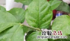 茉莉花的叶子枯萎了 茉莉花的叶子发蔫会死吗