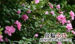 盆栽木槿花冬季落叶吗 木槿花冬季栽种可以吗