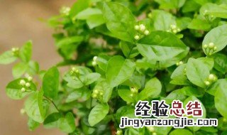 茉莉花什么季节开花,它的特点是什么? 茉莉花什么季节开花