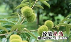 栗子树苗什么时候栽合适合 栗子树苗种植时间