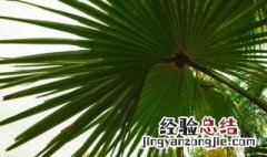 芭蕉扇树能不能种在家里 芭蕉扇树可以种在家里吗