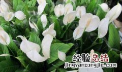 家门口种什么植物好 大门口种这些花能旺财