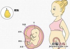 怀孕四个月肚子有多大图片欣赏 怀孕四个月肚子有多大