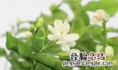 茉莉花几月份开花期有多长 一般茉莉花的花期是多长时间