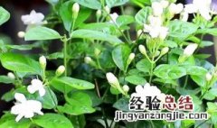 茉莉花为什么花都掉了 茉莉花为什么老掉花