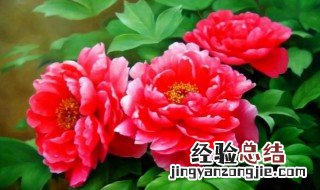 牡丹花种子怎么种植最好 牡丹花的种子怎样种植