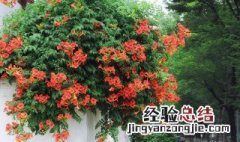 家里种什么爬藤植物好 这八种植物好养又好看