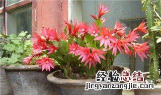 昙花用什么土栽培好 如何选择合适土壤