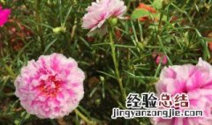 什么花能过冬 什么花能过冬天