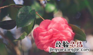 茶花水浇多了叶子会怎样 茶花每次浇水都上点营养叶可以吗