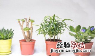 不锈钢桶可以养花养植物吗 种花可以用不锈钢桶吗