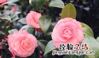 山茶花可以在室内养吗 山茶花可以室外养吗