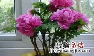 牡丹花可以在室内养吗 牡丹花可以在室内养吗有没有毒