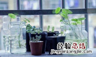 水培植物哪些比较好养 水培植物用什么水养好