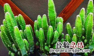 芝麻仙人掌在室内养好吗 仙人掌中的芝麻掌怎么养