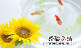 孔雀鱼可以和哪些观赏鱼混养 菩萨鱼可以和孔雀鱼混养吗