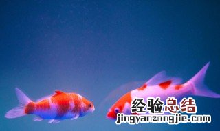 十大名贵观赏鱼 每种都美得令人惊叹